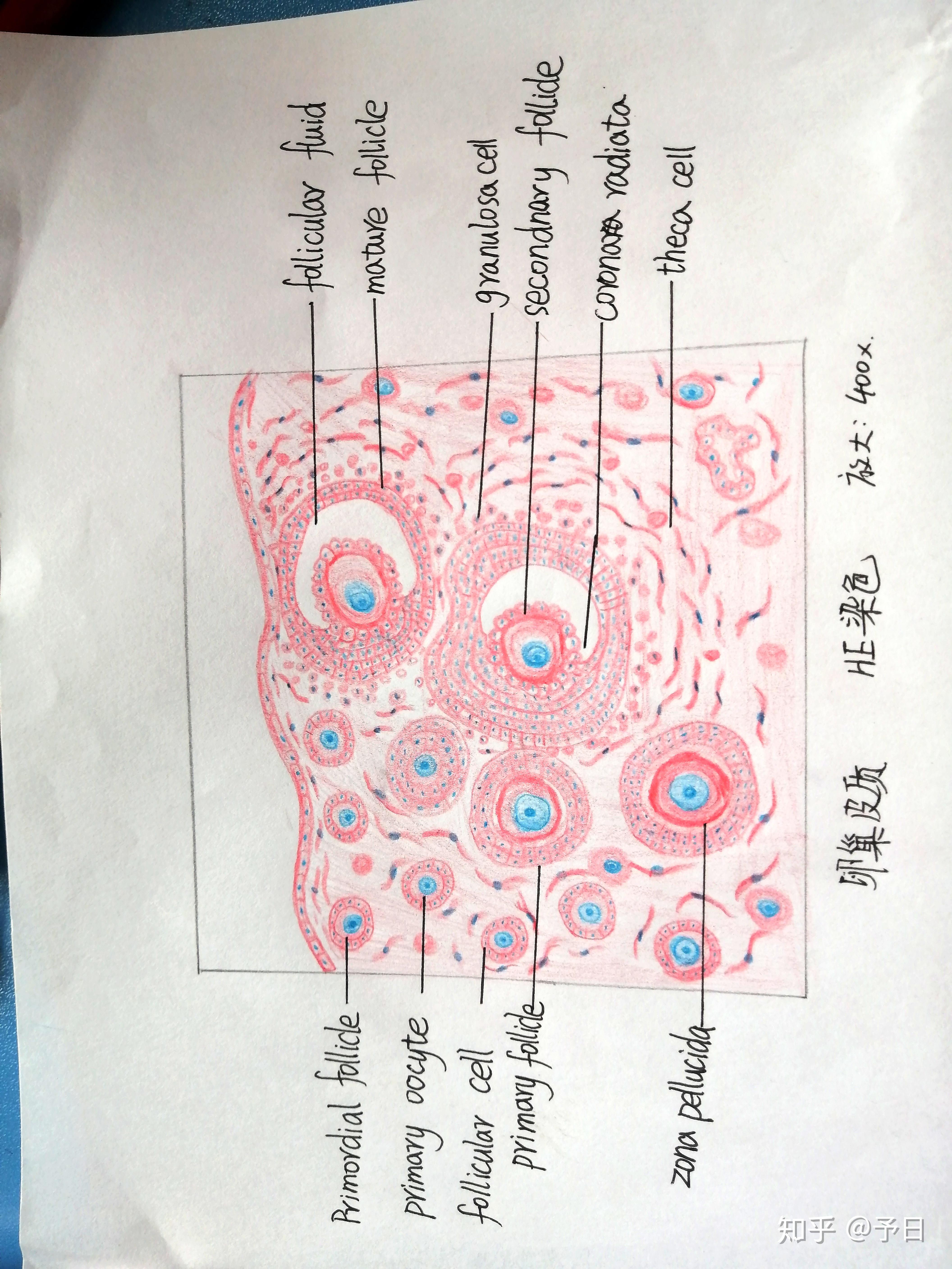 环层小体手绘图组胚图片