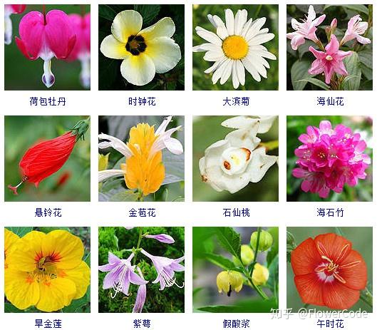 花间密码│史上最全观花植物名称梳理来啦! - 知乎