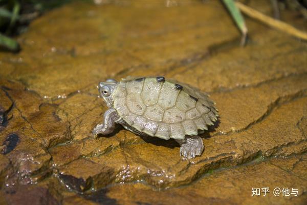 龟类品种大全 - 知乎