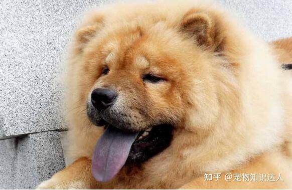 为什么养“松狮犬”的人越来越多？网友：养了就不想换狗了！ - 知乎