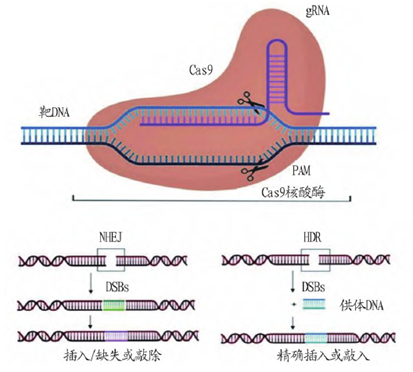 【星耀小课堂】一文全知道｜基因剪切工具“变形记”——后浪CRISPR-Cas9酶成长历程回顾 - 知乎