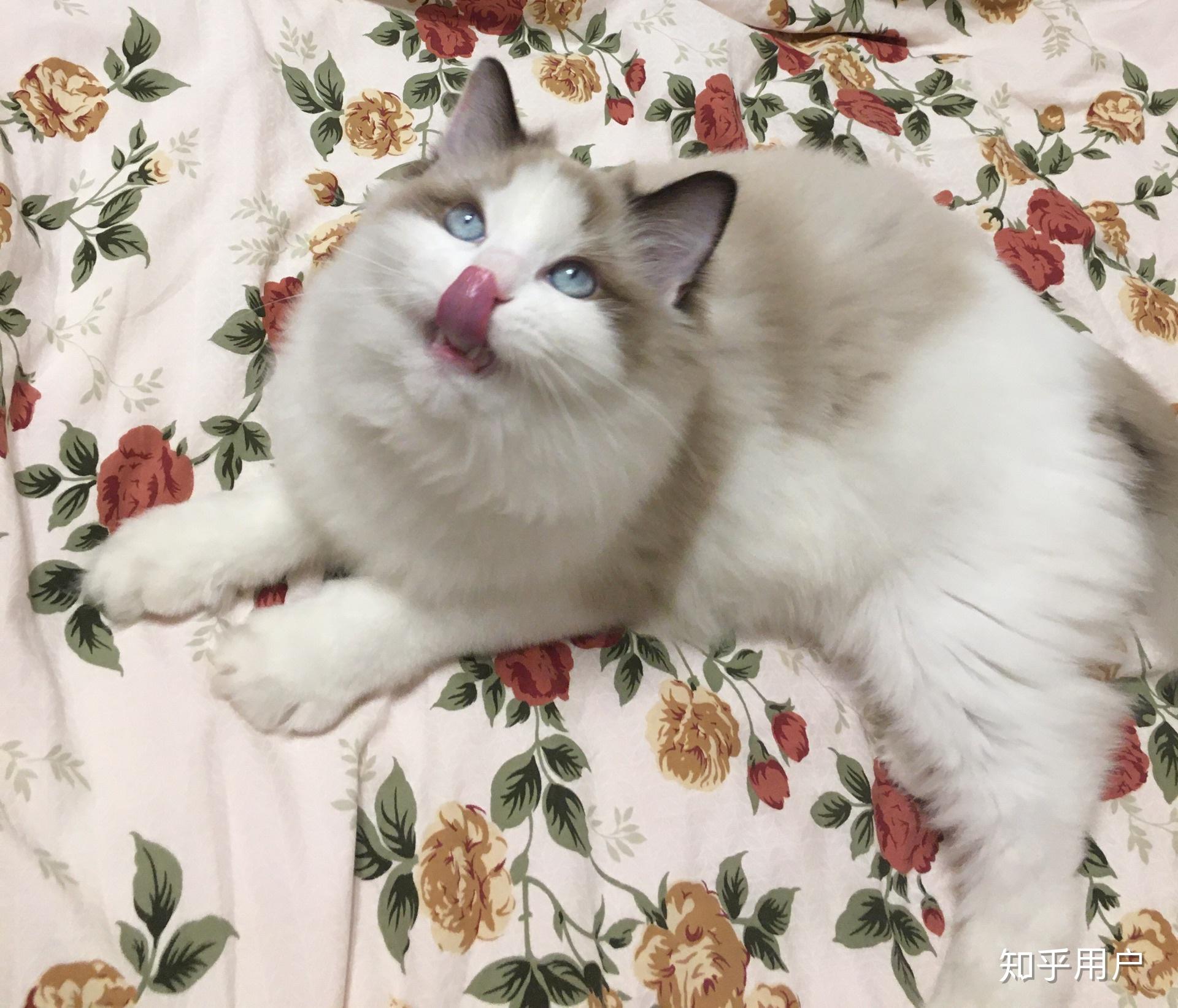 有白耳的布偶长大都是什么样子的呀? - 知乎