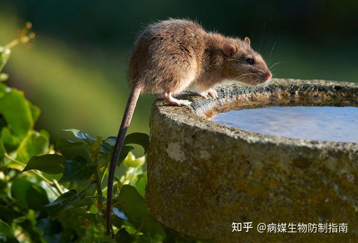 常见的家鼠有哪几种? - 知乎