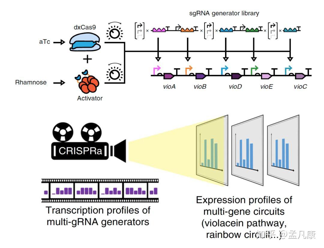 發表長文engineeredcrispra enables programmable eukaryote-like