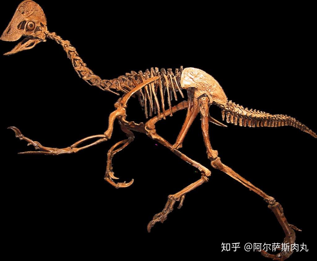 近颌龙骨架复原,可以清晰的看到它们无牙的角质喙和头冠.