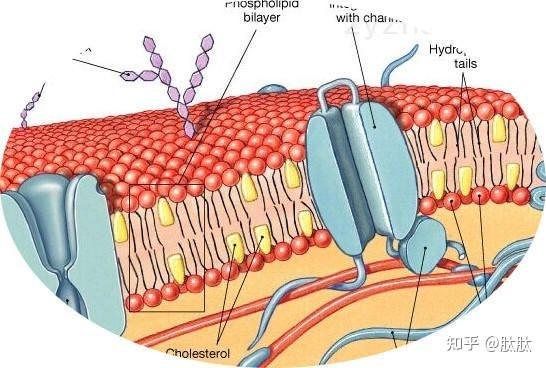 三肽-29/胶原三肽