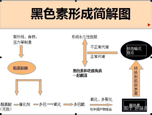 黑色素的形成
