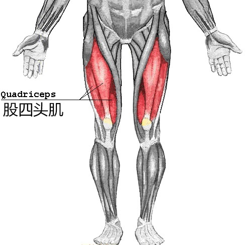 腿部肌肉 正面图片