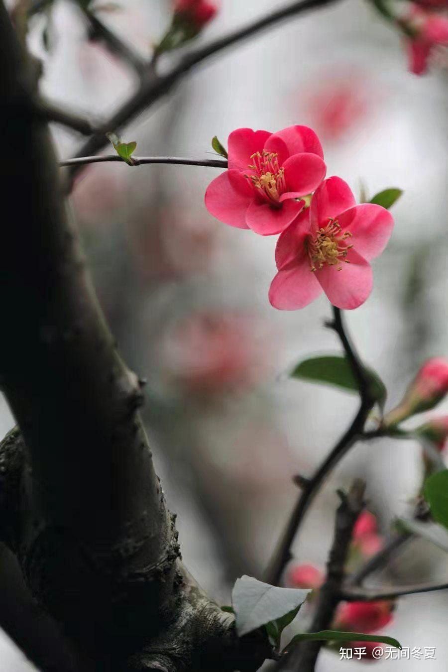 海棠(夏篇) --日常系列之no.