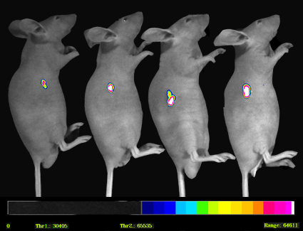 人肺癌裸小鼠模型活体成像的动态观察