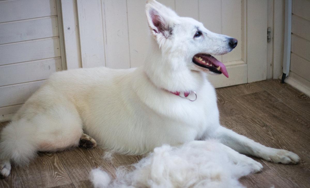 喜乐蒂,柯基,博美等等,特别是一到换毛季,铲屎官几乎每天都是在帮狗狗