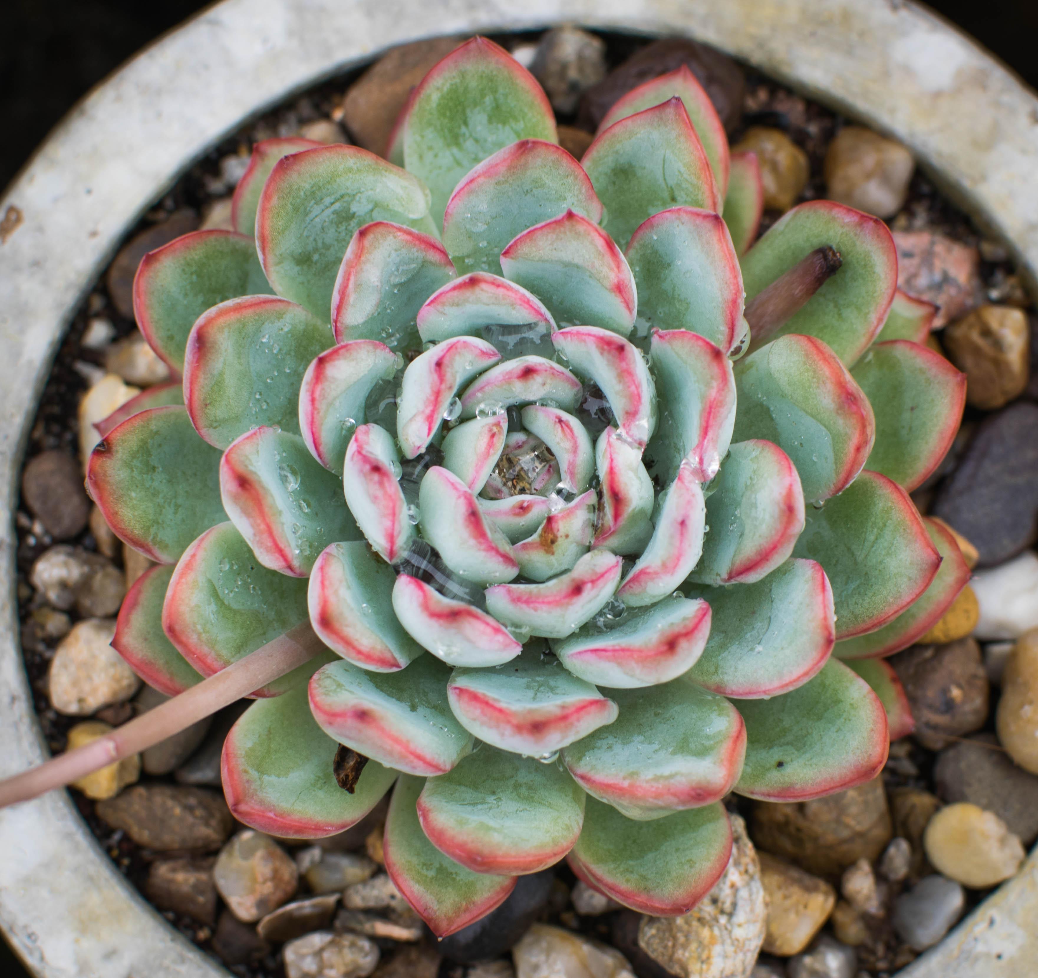 在广东种植雨燕座经验分享 - 知乎