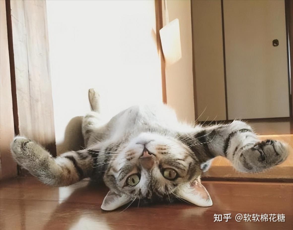 养猫时间久了，才发现猫咪“四脚朝天”，是有话要说 知乎