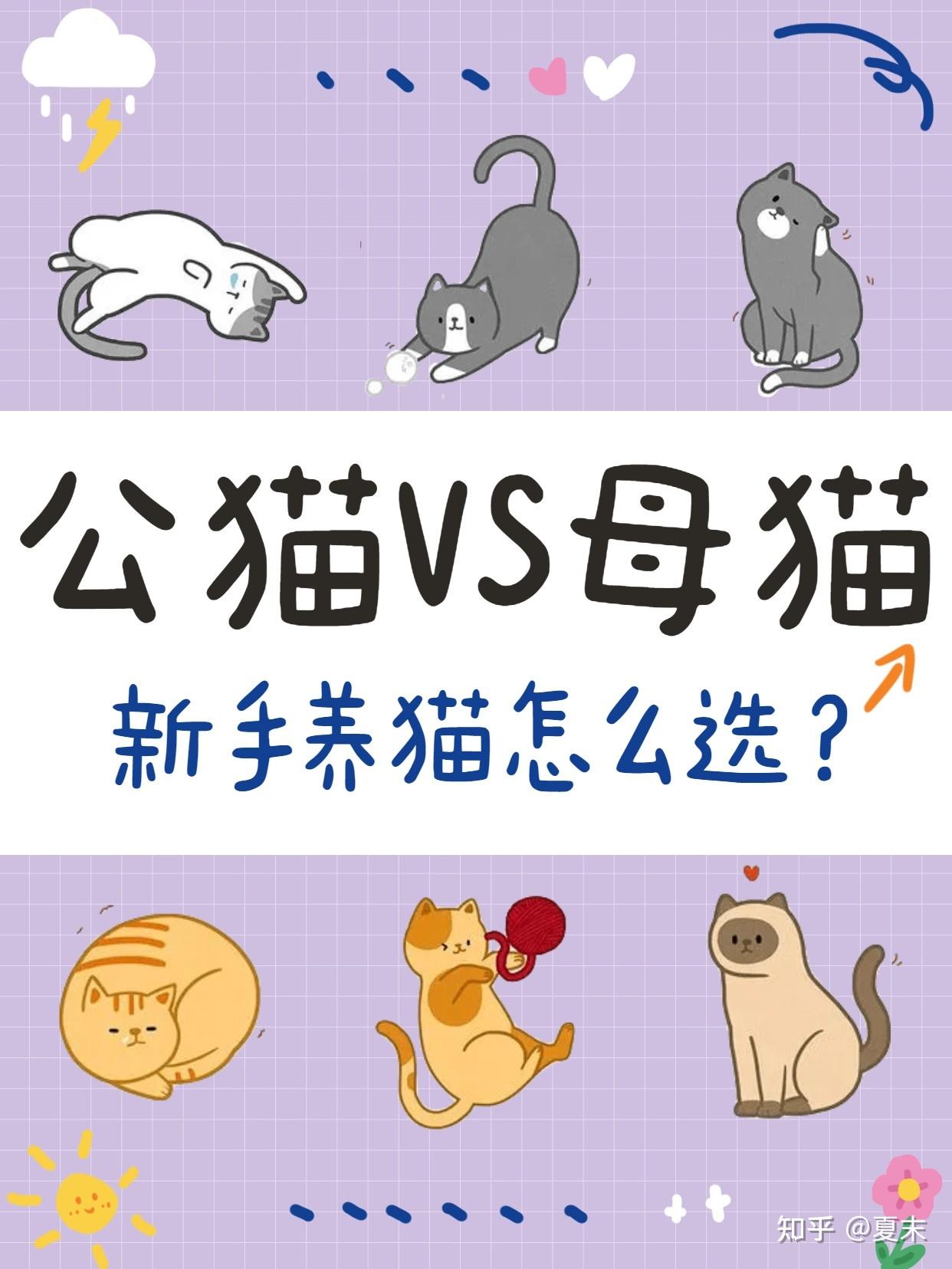 公猫VS母猫,新手养猫,养公猫还是母猫? - 知乎