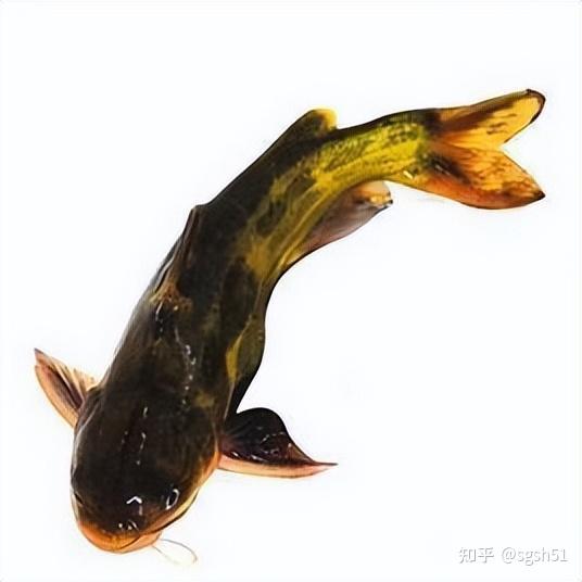 百科常识之中国最常见十大淡水鱼 - 知乎