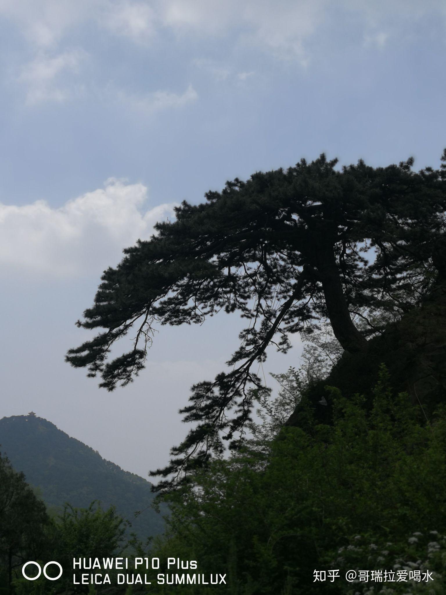 泰山望人松.貌似好多名山都有这么个松,黄山的叫迎客松吧?