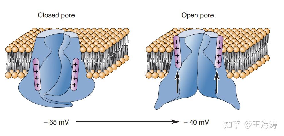 机械门控离子通道图片