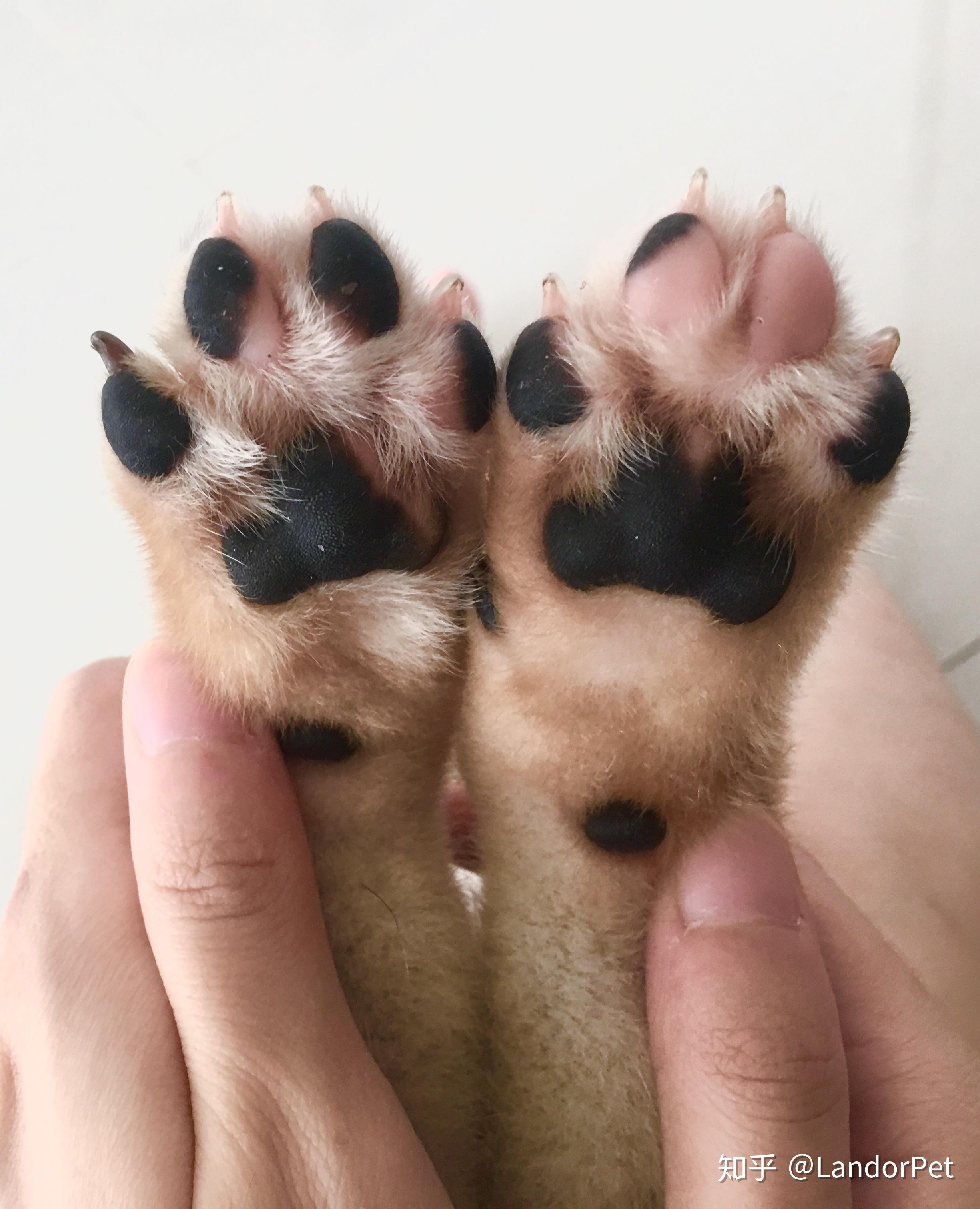 嘻嘻嘻好像棉花糖的小肉掌