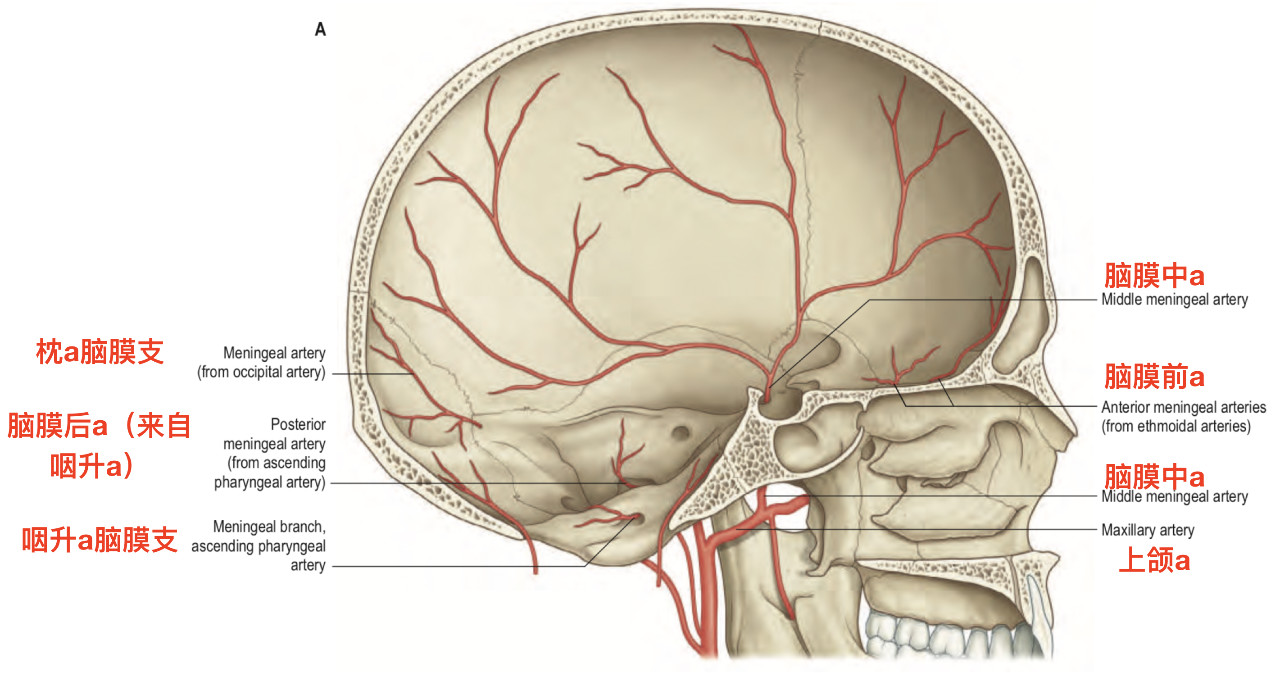 大脑中动脉皮质支图片