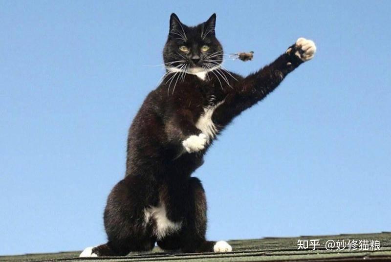 俗话说：“狗来富，猫来起大厝”，旺家的猫咪都有哪些特征？ - 知乎