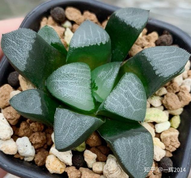 纹路多变的贝叶寿