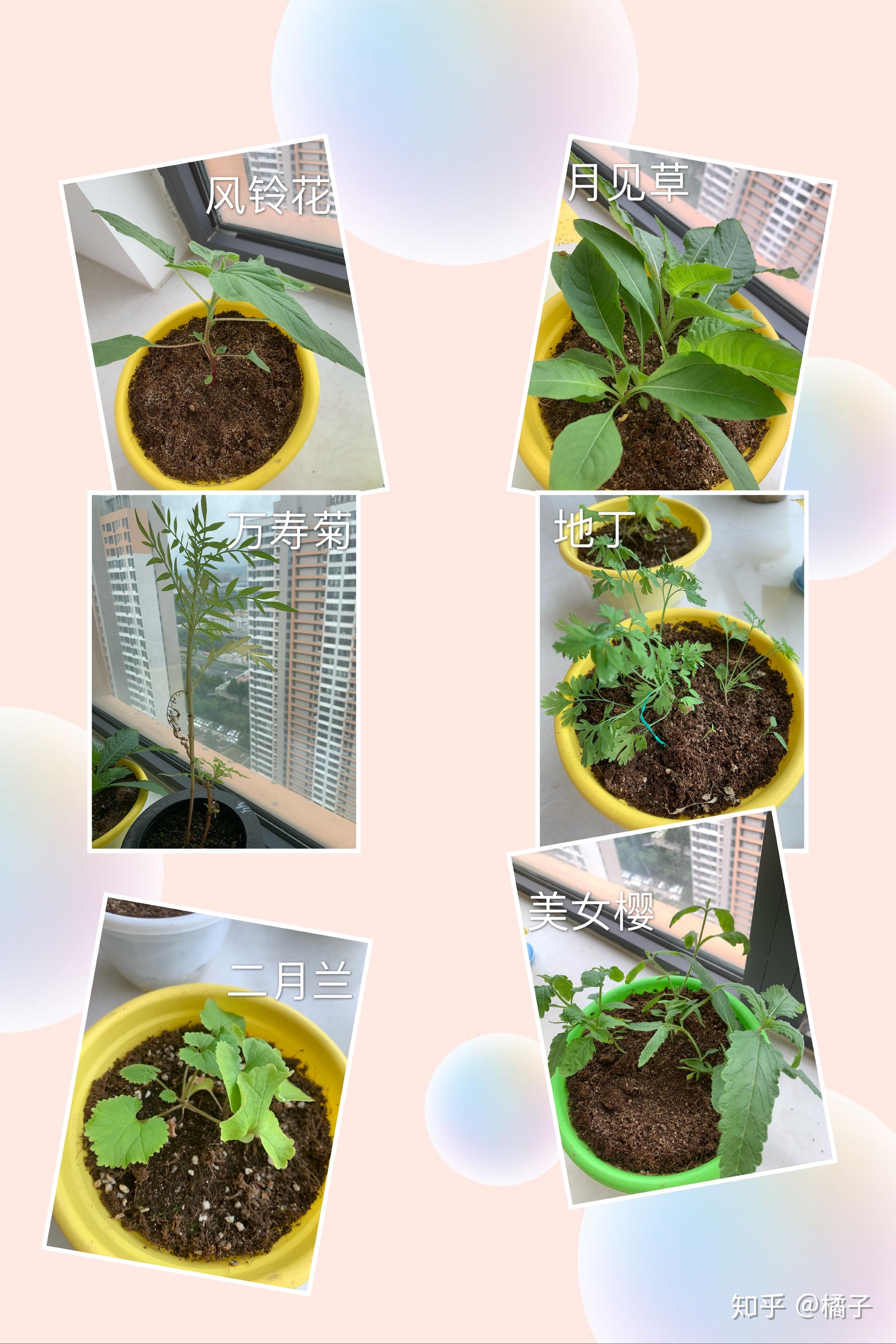 小白挑战同时种60种花已经两个多月了来看看长得怎么样了