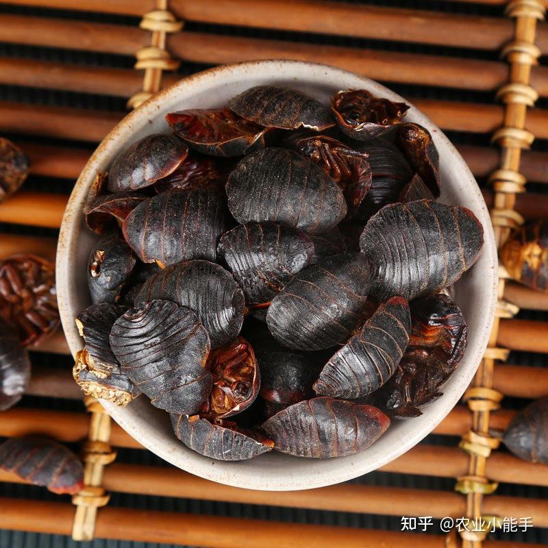 土元是如何养殖的,土元养殖技术需要注意什么 - 知乎