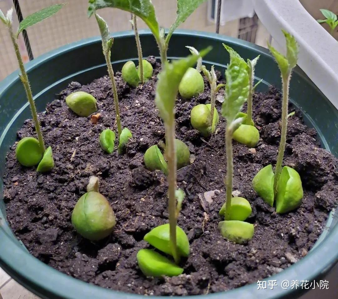 西瓜的生长过程简图-图库-五毛网