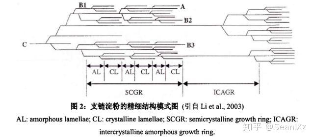 淀粉晶体结构以及糊化过程