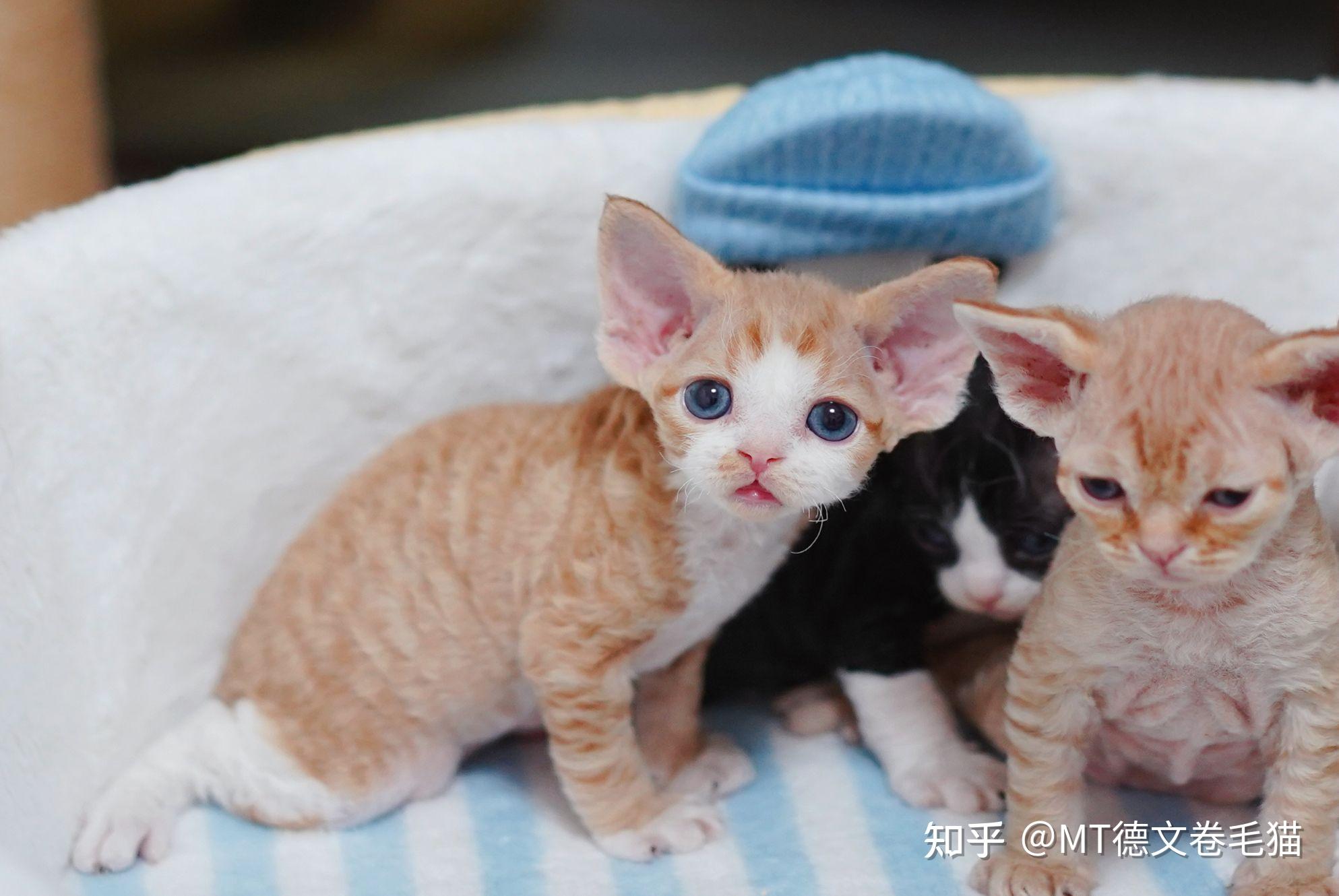 萌小弟求名字【德文卷毛猫】 - 知乎