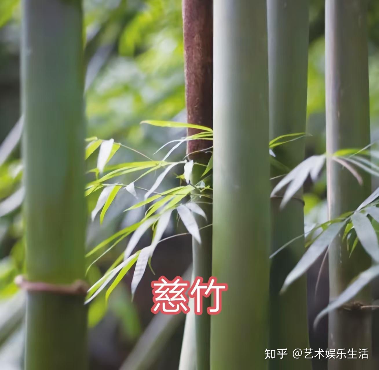 禾本科竹亚科的37种代表植物 - 知乎