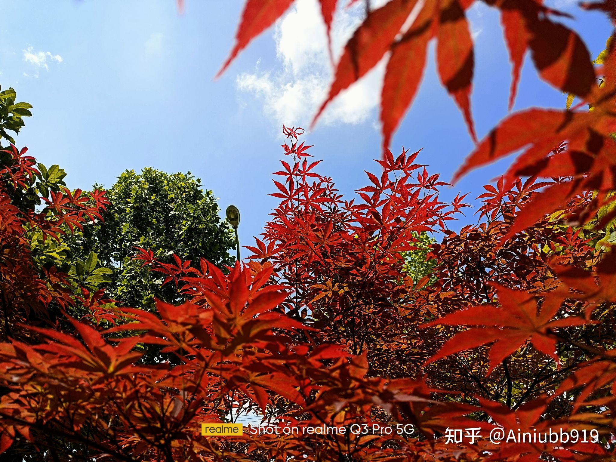 萤火体验官真我q3pro拍照篇
