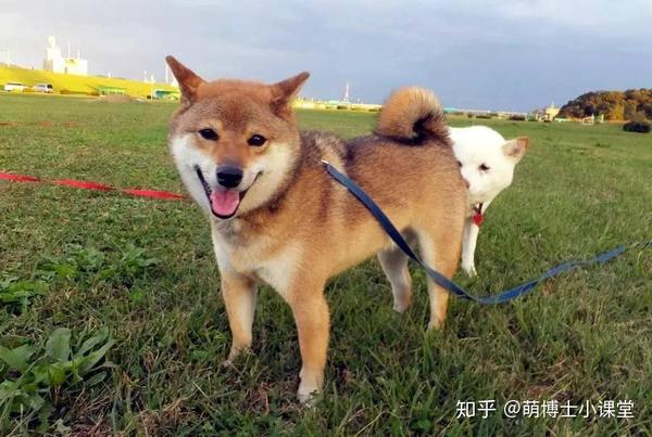 光知道柴犬还不够 你知道柴犬还分4个品种么 知乎