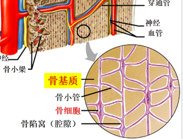 结缔组织概述 - 知乎