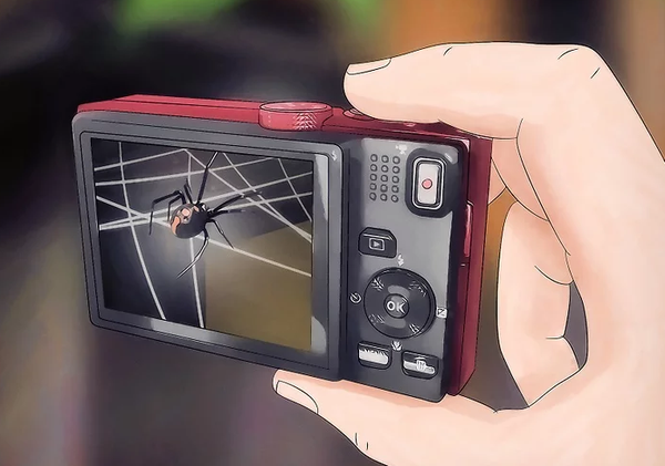 如何辨认蜘蛛 知乎