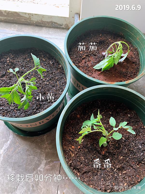 盆栽蔬菜种植攻略 知乎