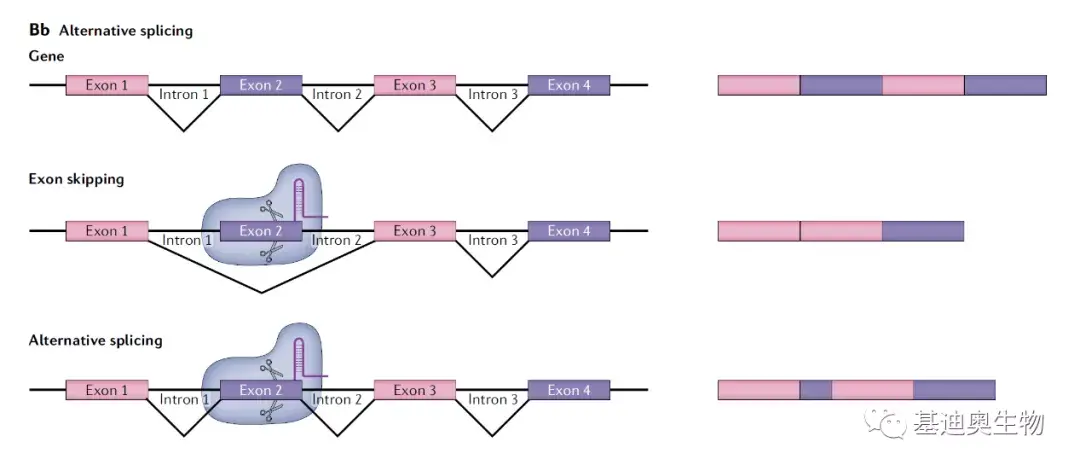 AI教程|如何绘制好看的基因结构示意图? - 知乎