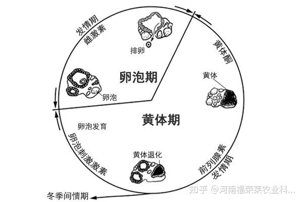 带你了解母马的发情周期图 - 知乎