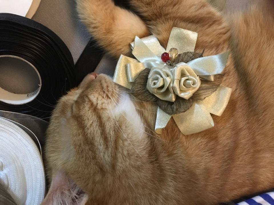 养公猫好还是母猫好?优缺点有什么?