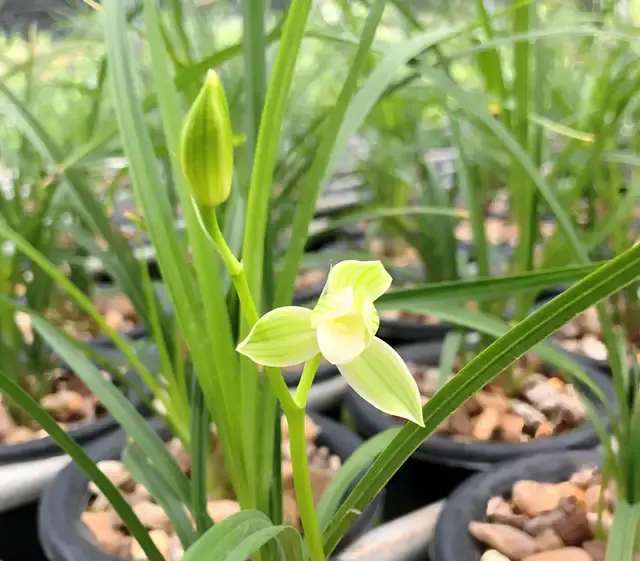 兰花：蕙兰6大素心名品，花色素净，个个开品正格 - 知乎