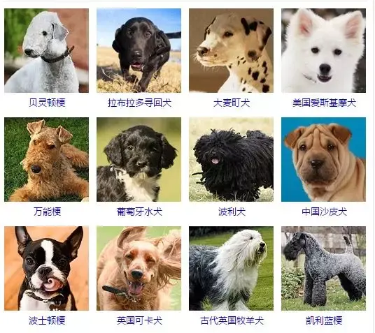 每日一宠：一篇文章让你了解狗的所有种类 - 知乎