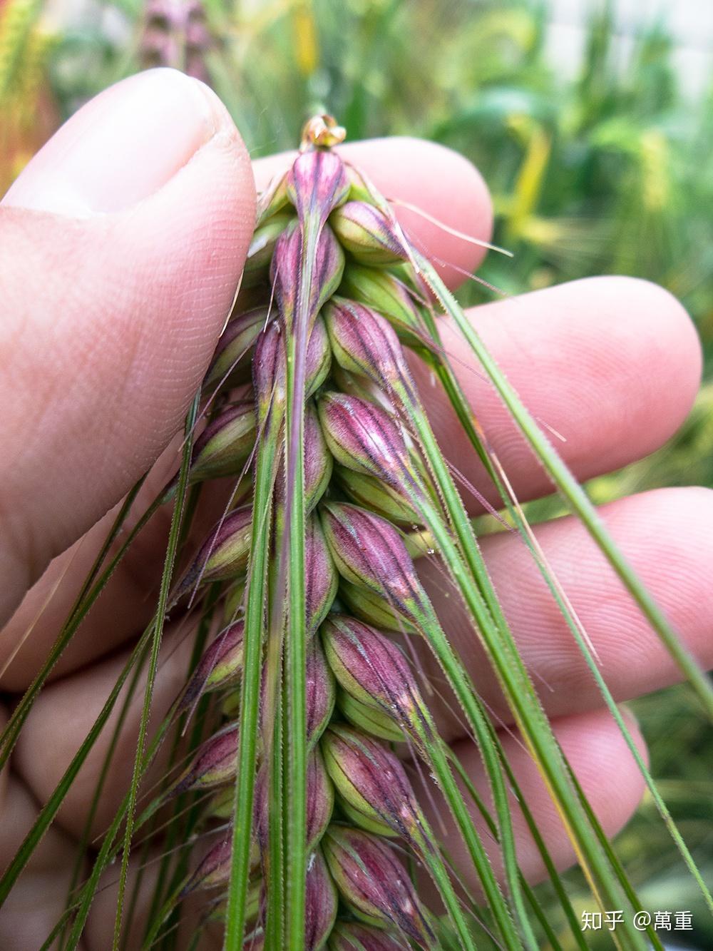 西藏小百科并不神秘的青稞万重