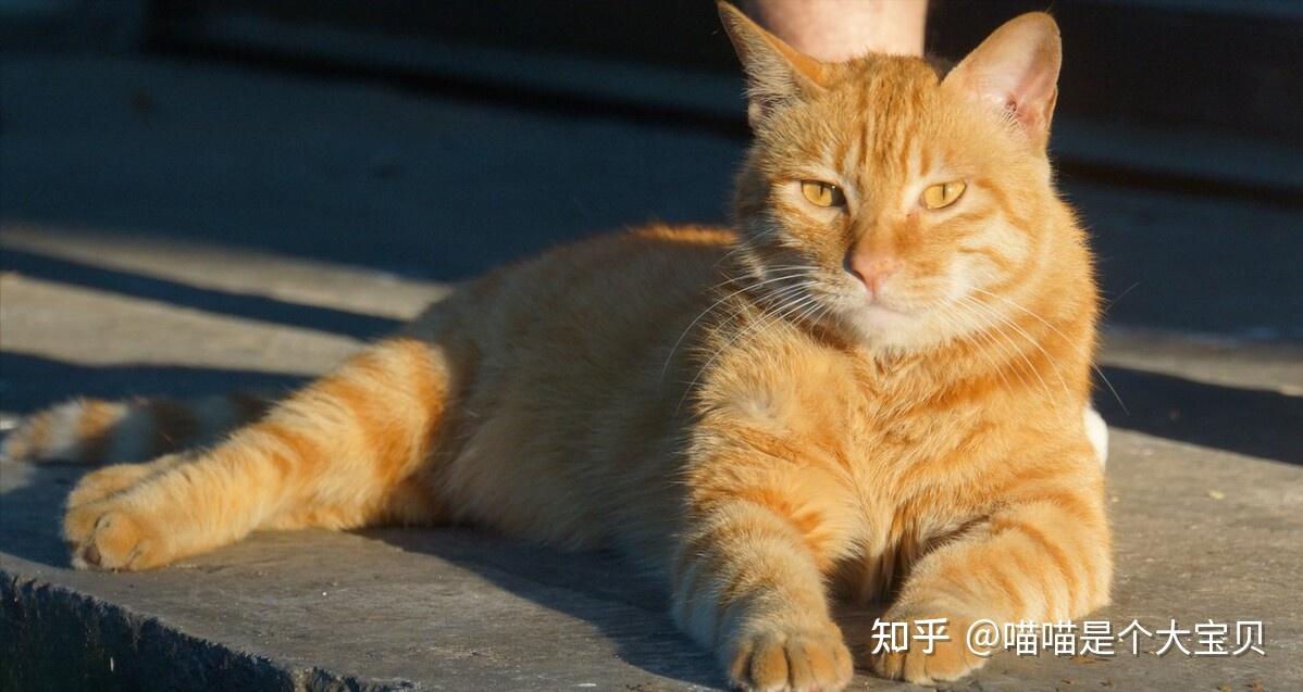 “黄狸猫”很好养,养了真香,养了让你捡到宝 - 知乎