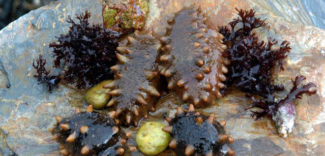 涨知识海参暂养技术管理提高养殖效率增产增收