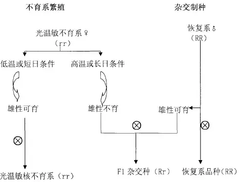 三系育种方法存在自身的局限,主要问题在于制种程序较为复杂,费时费工
