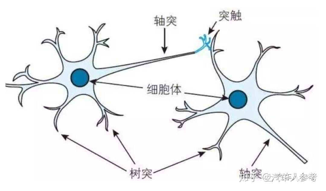 人脑神经网络:神经元
