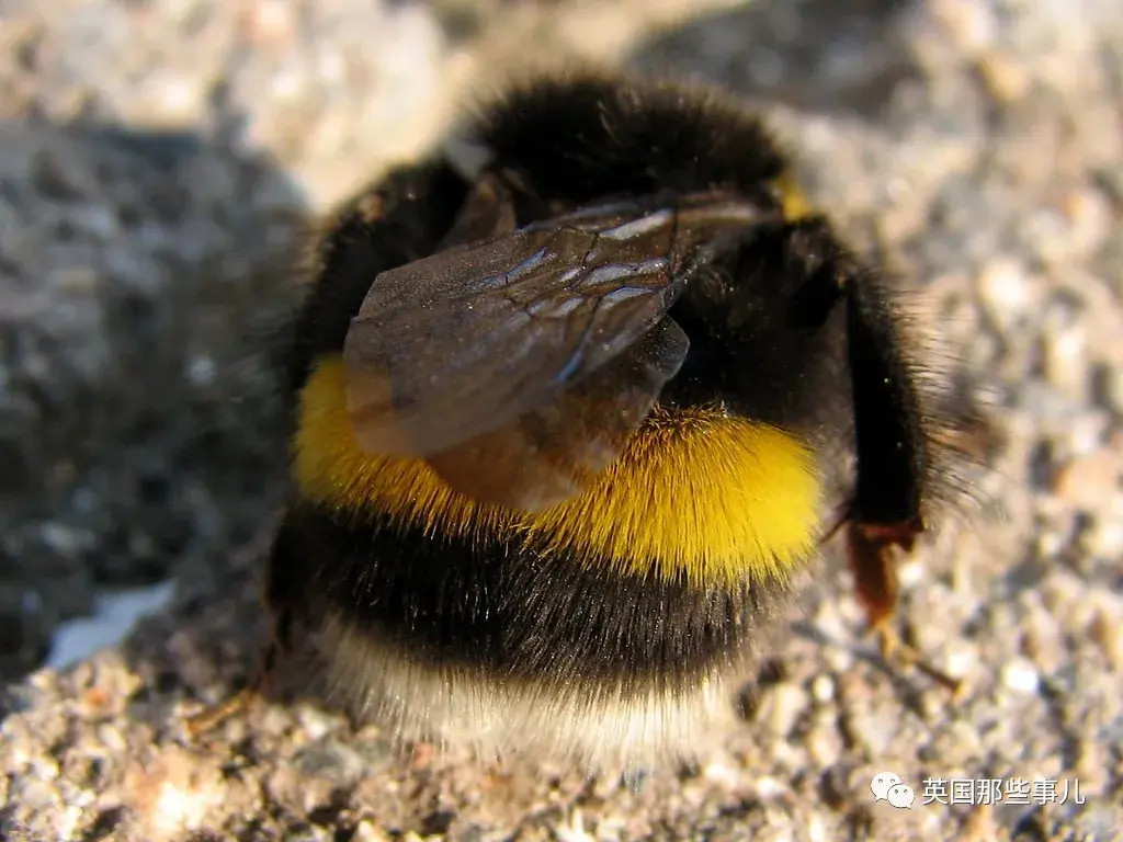【8月20日】勤劳的小蜜蜂-摄影365计划小组-好知网