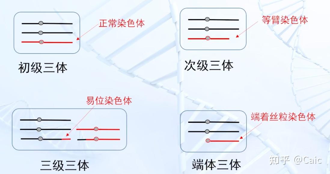 遗传学_7 染色体数目变异 - 知乎