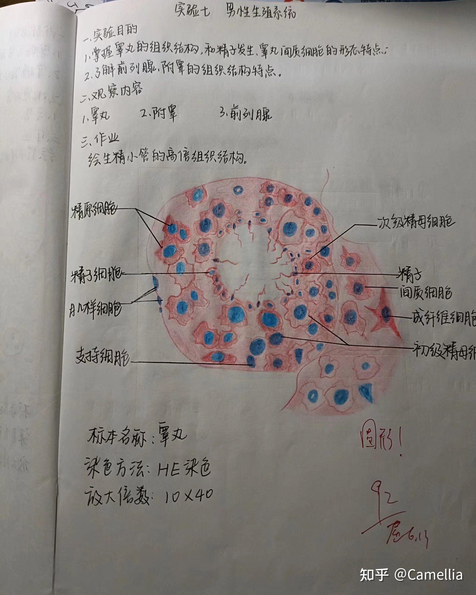 实验报告画图图片