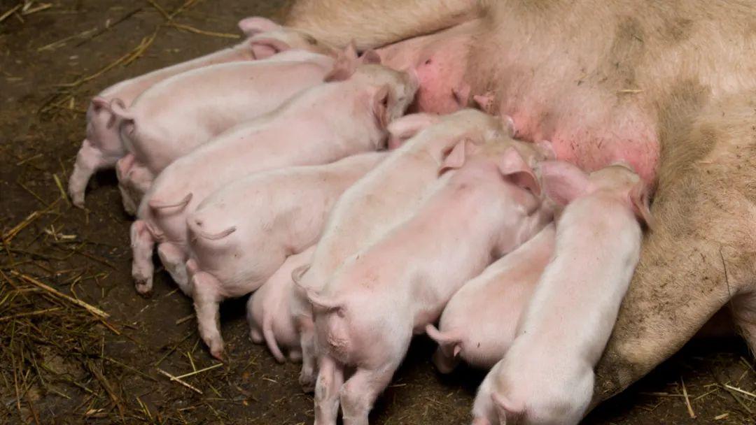 为什么没人喝猪奶是不好喝吗